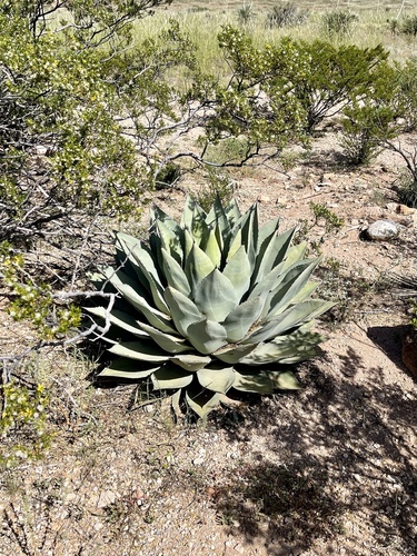 Agave parryi