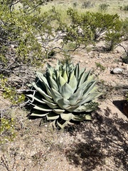 Agave parryi parryi