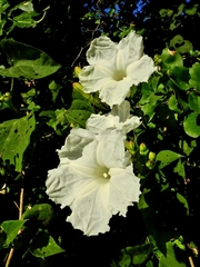 Ipomoea suaveolens
