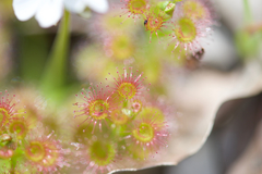 Drosera stolonifera