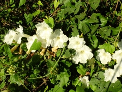Ipomoea suaveolens