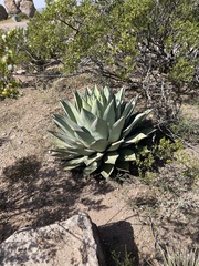 Agave parryi parryi