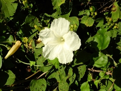 Ipomoea suaveolens
