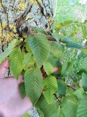 Ostrya carpinifolia