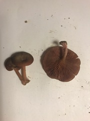 Callistosporium purpureomarginatum