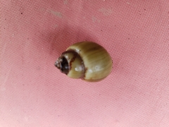 Campeloma decisum