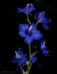 Delphinium malabaricum