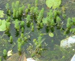 Limnophila