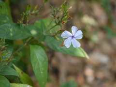 Eranthemum capense