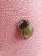 Campeloma decisum