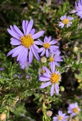 Felicia fruticosa