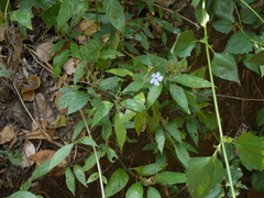 Eranthemum capense