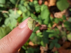 Thyanta pallidovirens