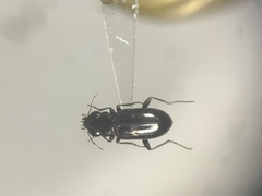 Notiophilus aquaticus