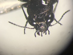 Notiophilus aquaticus