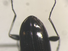 Notiophilus aquaticus