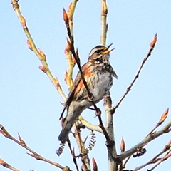 Turdus iliacus