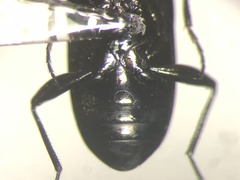 Notiophilus aquaticus