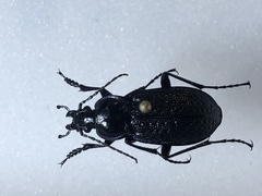 Carabus serratus