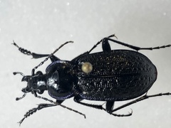 Carabus serratus