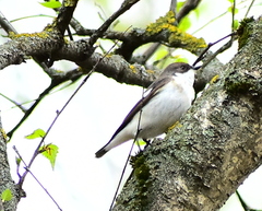 Ficedula hypoleuca