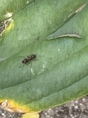 Formicoidea