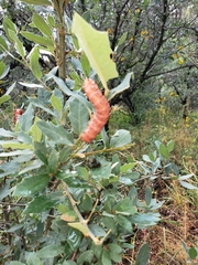 Anisota oslari
