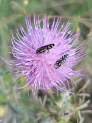 Acmaeodera solitaria