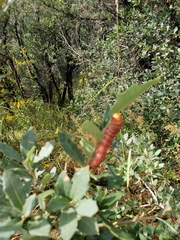 Anisota oslari