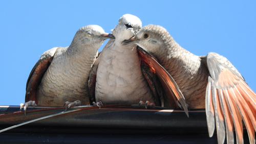 Inca Dove, Boulevard de las Palmas, Ciudad Victoria, TAMPS, MX, photo 6 of 10