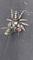 Phidippus audax