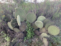 Opuntia huajuapensis