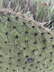 Opuntia huajuapensis