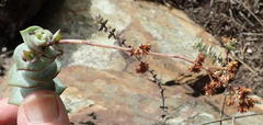 Crassula perforata perforata