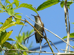 Archilochus colubris