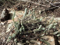 Crassula perforata perforata