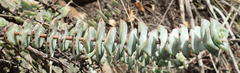 Crassula perforata perforata