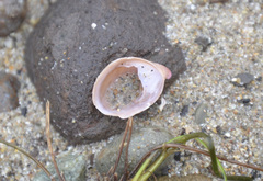 Crepidula adunca