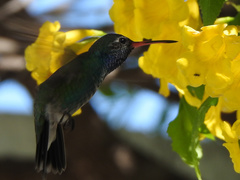 Cynanthus latirostris