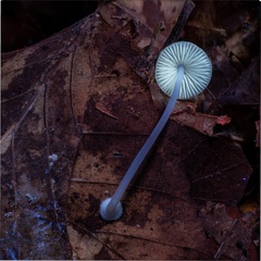 Mycena stylobates