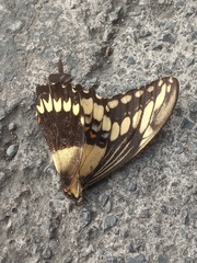 Heraclides ornythion