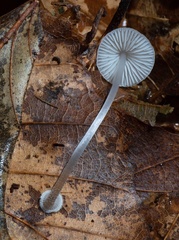 Mycena stylobates