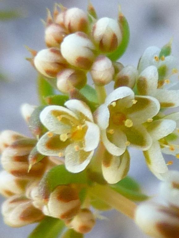 Molluginaceae