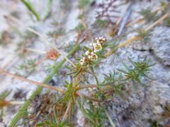 Adenogramma glomerata