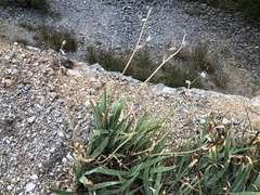 Iris pallida illyrica