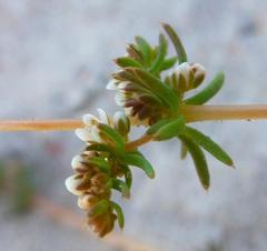Adenogramma glomerata