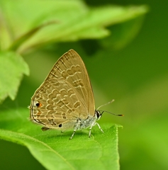 Anthene emolus