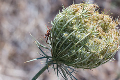 Rhynocoris erythropus