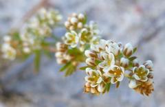 Adenogramma glomerata