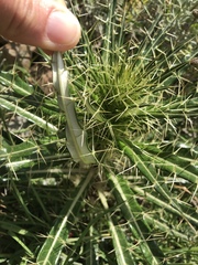 Ptilostemon casabonae